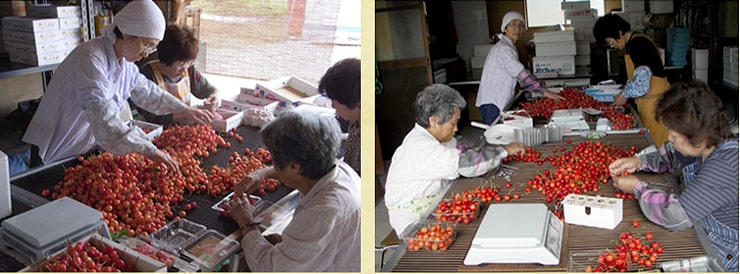 一粒一粒こころをこめて手作業で箱詰めしています。 一粒一粒こころをこめて手作業で箱詰めしています。