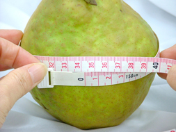 なんと胴回り35cm!