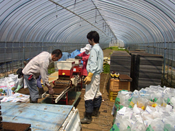 坪池農園の種蒔き風景⑤