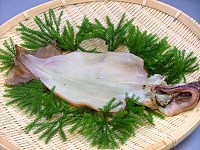 一夜干しイカ 一夜干しイカ