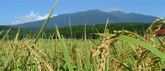 アイガモ農法生産者米尾形さんの田んぼから望む鳥海山