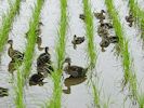 アイガモ農法米