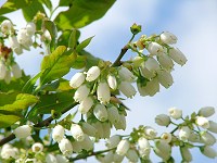 ブルーベリーの花 ブルーベリーの花