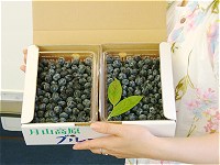 ブルーベリー生食用1kg