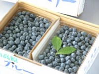 ブルーベリー生食用1kg