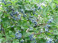 木に生っているブルー 木に生っているブルー