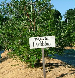 ブルーベリーの木