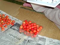 さくらんぼバラ詰め作業その6