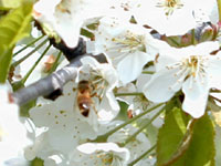 さくらんぼの花はミツバチで受粉 さくらんぼの花はミツバチで受粉