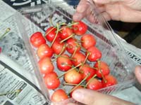 さくらんぼ手詰め作業その3