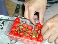 さくらんぼ手詰め作業その4