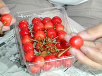 さくらんぼ手詰め作業その5