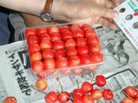 さくらんぼ手詰め作業その7