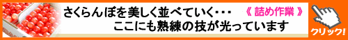 さくらんぼ詰め作業風景はこちらをクリック！