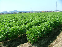 だだちゃ豆産地白山地区風景 だだちゃ豆産地白山地区風景