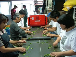 だだちゃ豆の選別作業 だだちゃ豆の選別作業