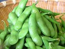 枝豆の王様だだちゃ豆