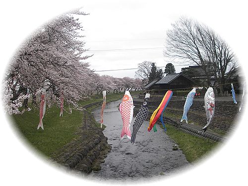 やっと咲き始めました
