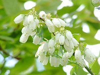flower-s ブルーベリーの花