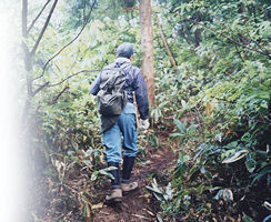 月山筍取り登山