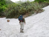 月山筍の群生地
