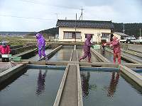 houryu7s