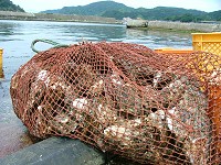 天然岩牡蠣は素潜り漁3