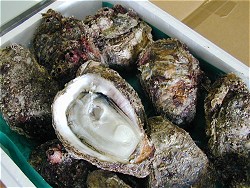天然岩牡蠣発送姿
