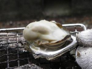 天然岩牡蠣を焼き牡蠣に2