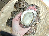 天然岩牡蠣中サイズ