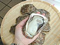 天然岩牡蠣大サイズ