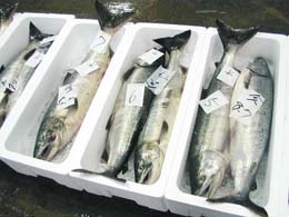 箱に入った魚①