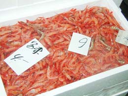 箱に入った魚②